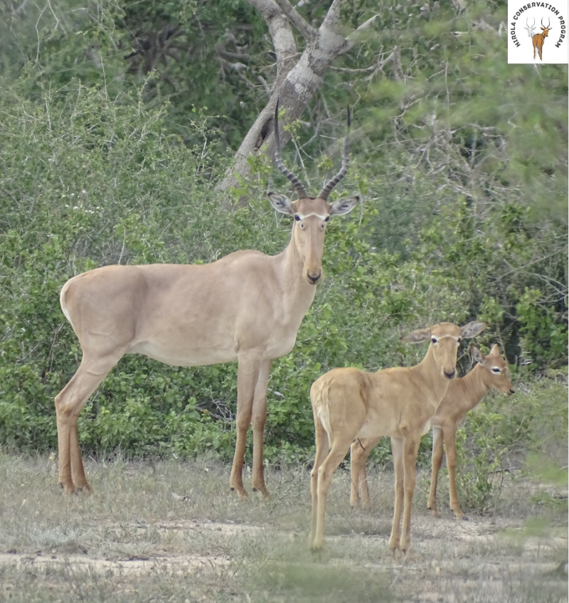 Adult and young Hirola antelope.